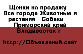 Щенки на продажу - Все города Животные и растения » Собаки   . Приморский край,Владивосток г.